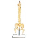 LIFE-SIZE HUMAN VERTEBRAL COLUMN WITH PELVIS & FEMUR HEADS (FLEXIBLE)